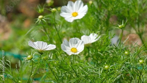 Cosmos flowers field blooming in spring season. Royalty high-quality free stock video footage of beautiful garden with white cosmos flower and pink cosmos flower in sunny day and swaying in wind 