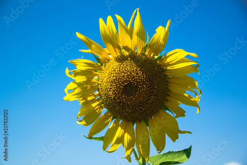 Fototapeta Naklejka Na Ścianę i Meble -  Sunflower