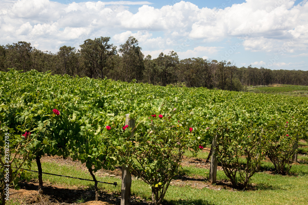Hunter Valley Wine region in New South Wales Australia