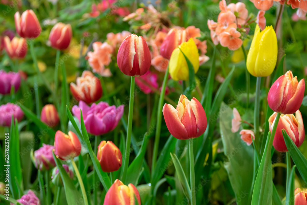 Tulips are flowers in a cold climate and flowers are beautiful in many colors.