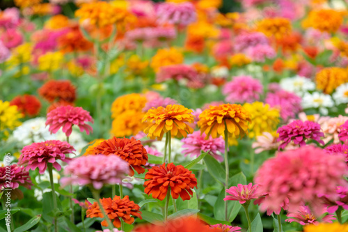 Bild auf Leinwand Zinnia flowers in the garden is a popular flower grown in the house and the place because many beautiful colors