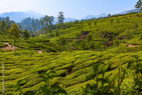 Tea plantation at hilly station in Munnar in India © bander