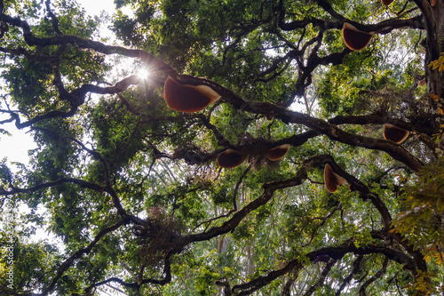 Many tree mushrooms on a big tree