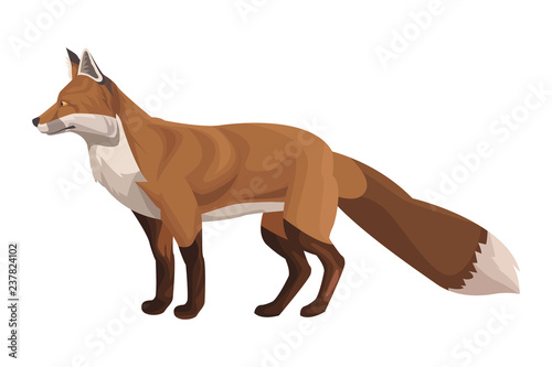 fox wild animal