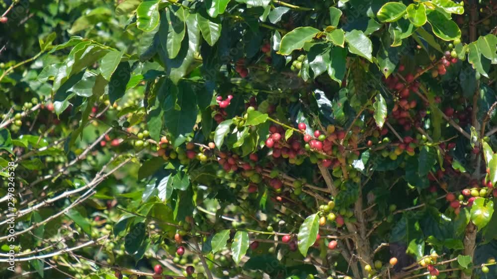Vidéo Stock Coffee bean on coffee tree in cafe plantation. Royalty high ...