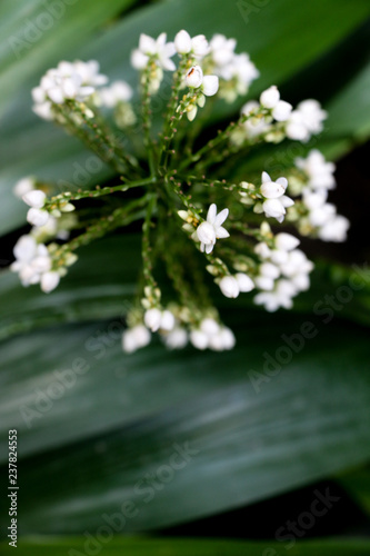 Cola De Gallo at garden photo