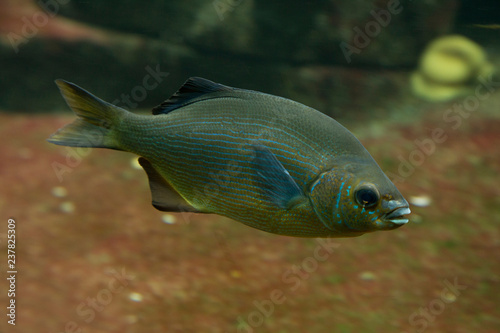 Striped surfperch or striped seaperch (Embiotoca lateralis).