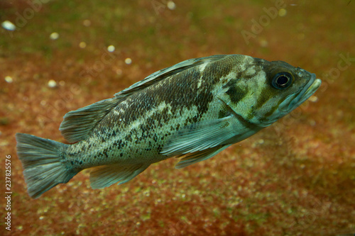 Copper rockfish (Sebastes caurinus).