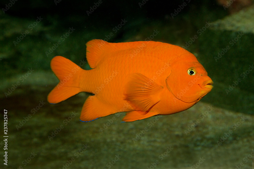 Garibaldi damselfish (Hypsypops rubicundus). Garibaldi damselfish (Hypsypops rubicundus).