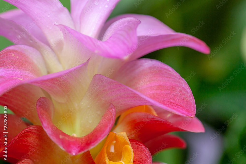 Beautiful Pink Flower close up Beautiful Pink Flower close up
