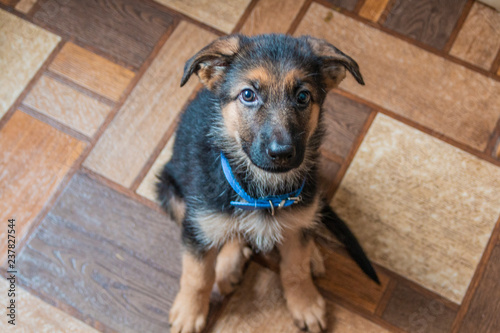 Cute German shepherd puppy in the house