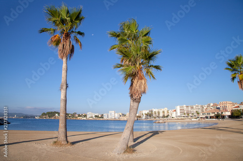 Fototapeta Naklejka Na Ścianę i Meble -  palm on the sea