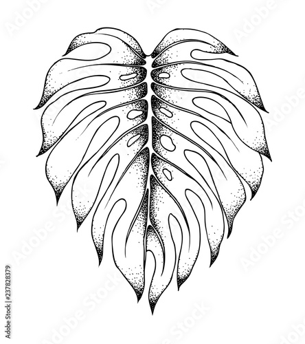 Leaf of monstera palm tree, isolated on white background. Vector sketch