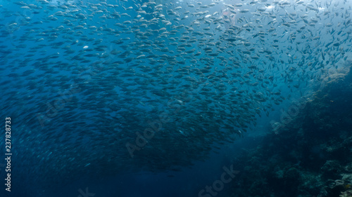 Free diving with a massive school of sardines