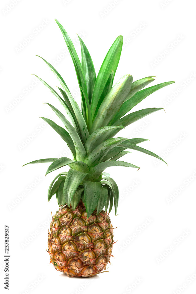 Fresh pineapple from garden
Fresh pineapple from garden