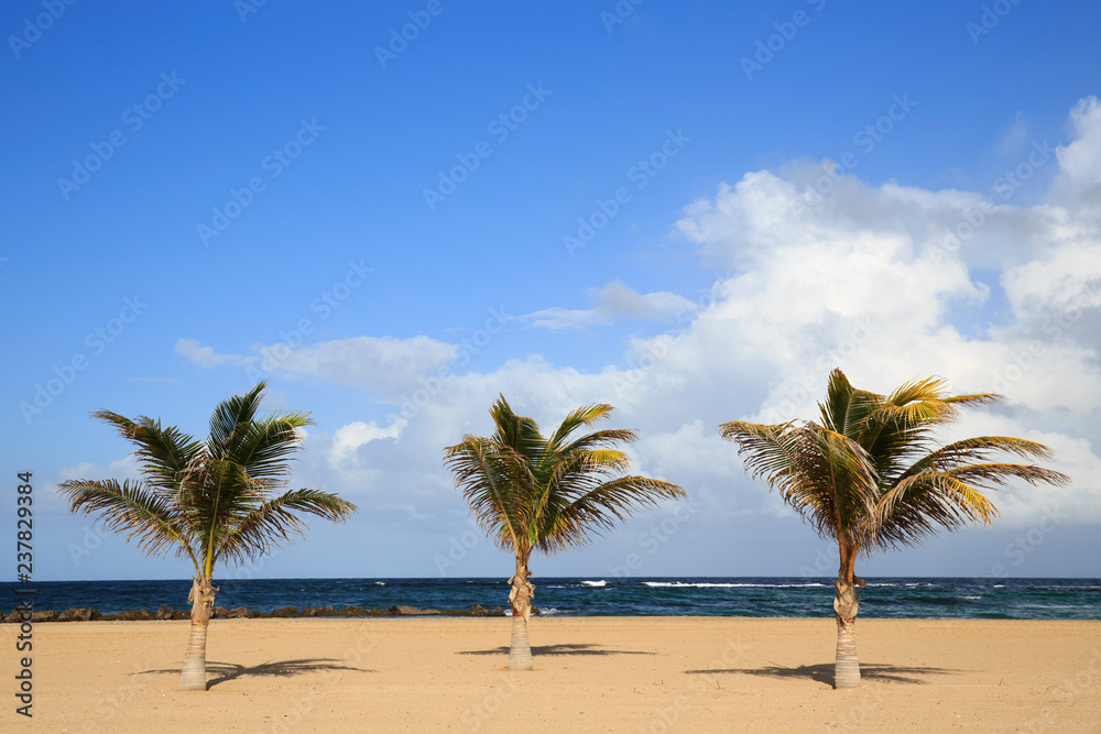 Obraz premium Pristine Caribbean beach with palm trees 
