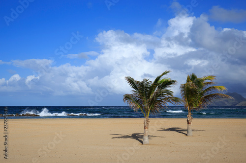 Pristine Caribbean beach with palm trees 