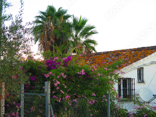 Flowering shrubs covering old farmhouse