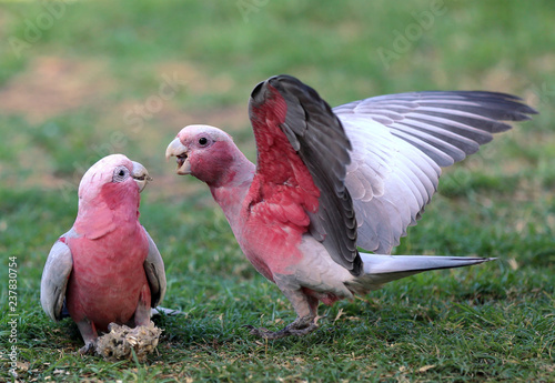 fighting birds