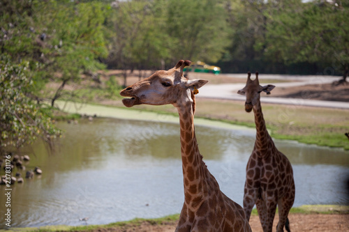 Photography free-range giraffes on a background of nature