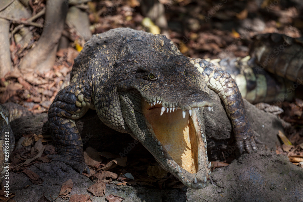 Obraz premium A large crocodile to us sideways with an open mouth in which one can see the sharp teeth of a predator
