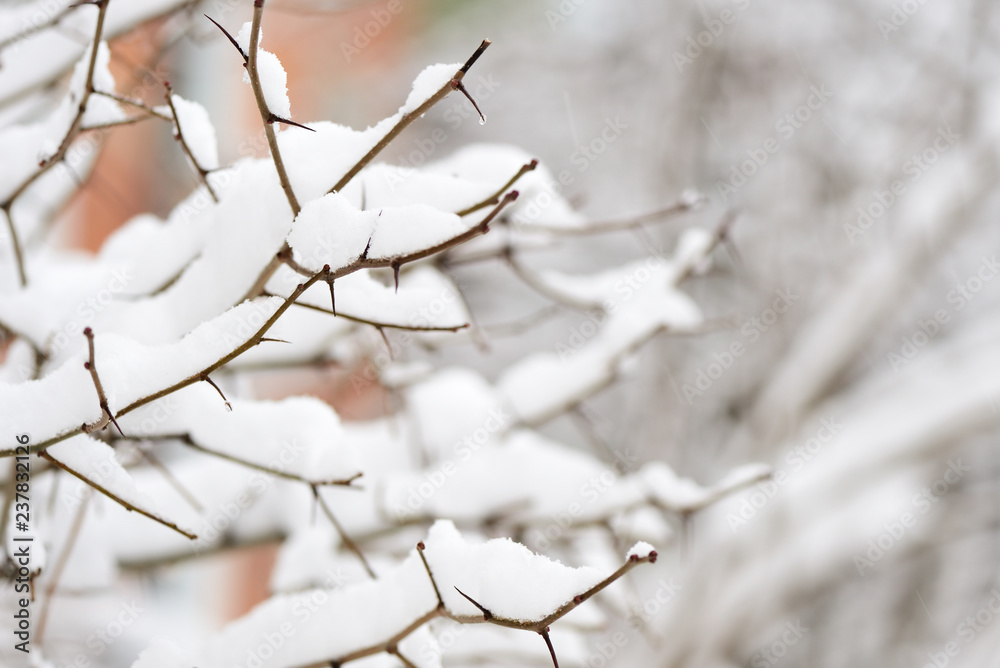 Branches of a bush covered with heavy snow close up Branches of a bush covered with heavy snow close up