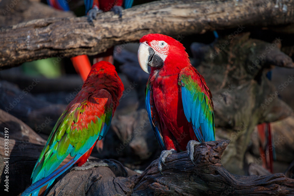 two big red with blue and green parrots sit close to us on a wooden branch witn open eyes