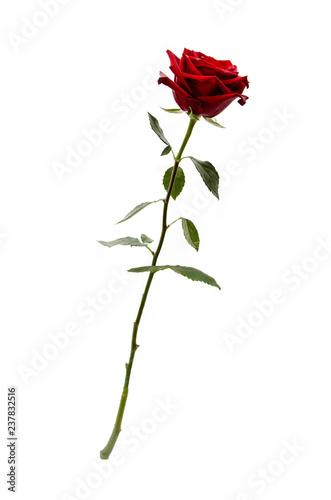 Rose flower isolated on white background