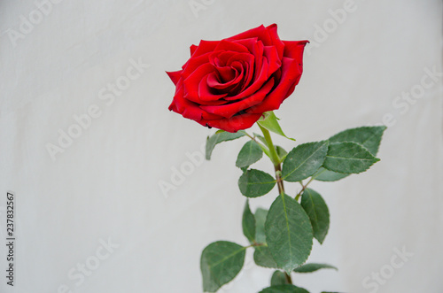 Rose flower isolated on white background