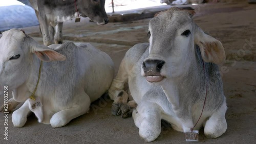 Cows sitting in the shade of an animal shelter in India. photo