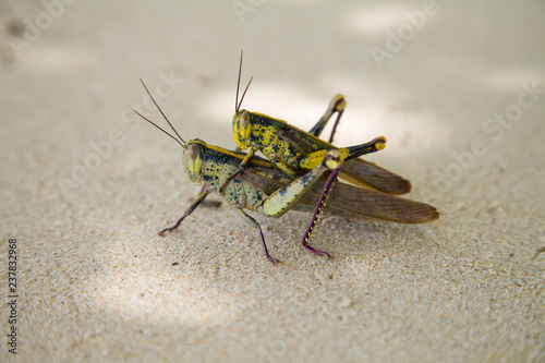 Insect do close on the beach