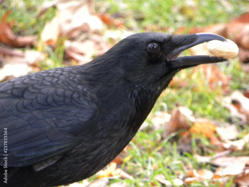 Fototapeta premium Crow