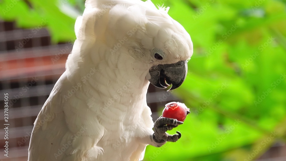 Cockatoo is eating grapes animal bird pet in the nature green backgound Stock Photo | Adobe Stock Cockatoo is eating grapes animal bird pet in the nature green backgound Stock Photo | Adobe Stock
