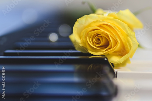 Beautiful close up of yellow rose on a piano photo