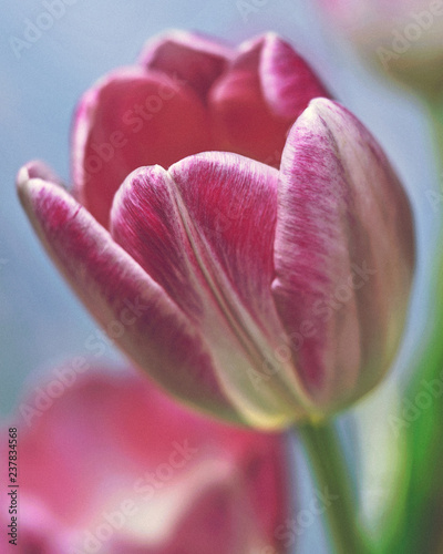 Pink tulip close up, blue sky for background