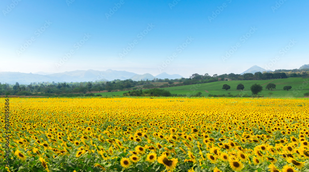 Farm flower on sunflower and mountains sky