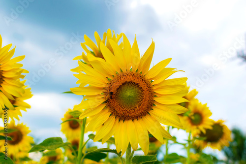 Farm flower on sunflower and mountains sky