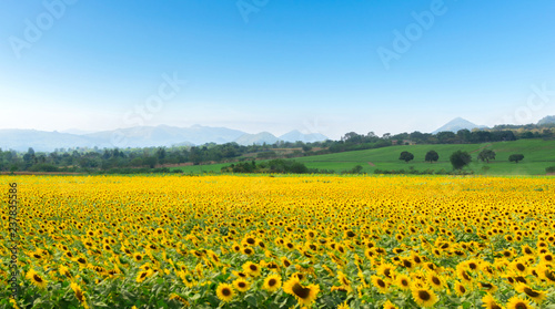 Farm flower on sunflower and mountains sky © sompong_tom