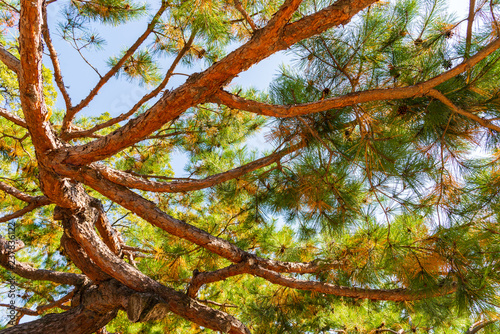 Close up of branch of pine tree and pine cone - look up view
