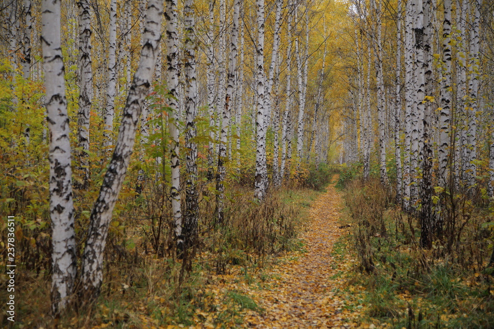 Fototapeta premium autumn forest