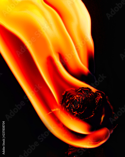Fotografia Rose on fire on black background