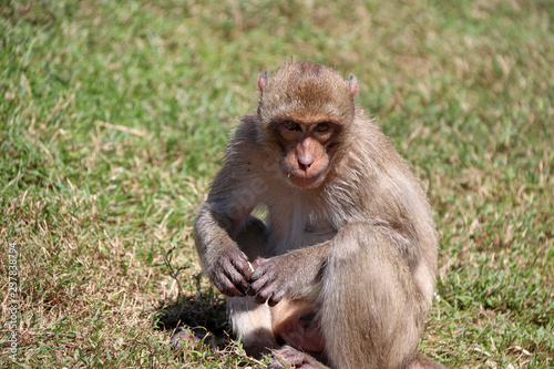 Crab-eating Macaque monkey sitting on the greensward. © Achisatha