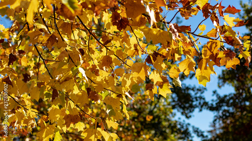 Yellow autumn leaves on a tree branch on a blue sunny sky