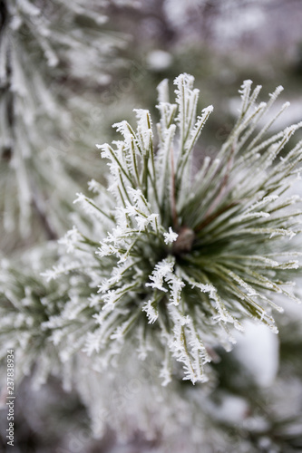 Close-up of pine tree covered with snow © Igor Syrbu