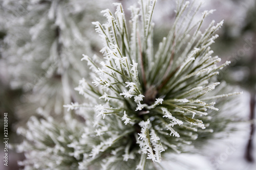 Close-up of pine tree covered with snow © Igor Syrbu