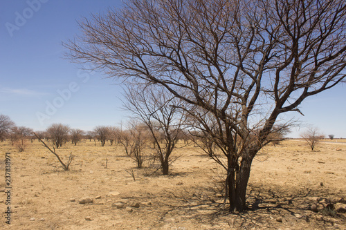Dead prickly acacia trees spread out across a barren paddock during drought