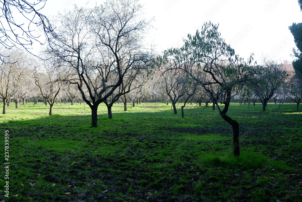 Fototapeta premium Parque Quinta de los Molinos (Madrid)