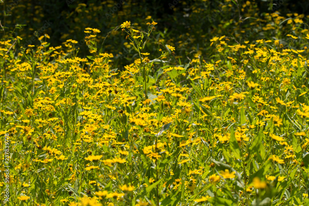  Yellow sesame flowers field background