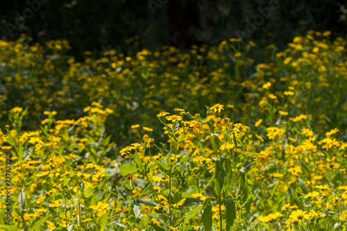  Yellow sesame flowers field background