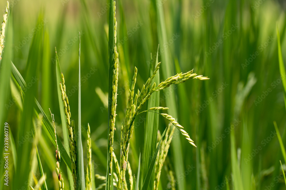 Close up of green paddy rice plant.
